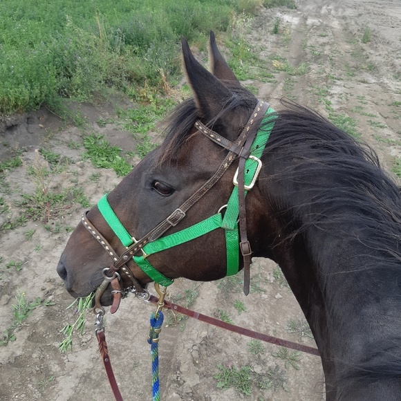 Meet your Posher, Madeline - Picture 1 of 1